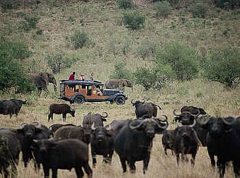 Cottar's 1920s Safari Camp: Pirschfahrt mit Büffeln