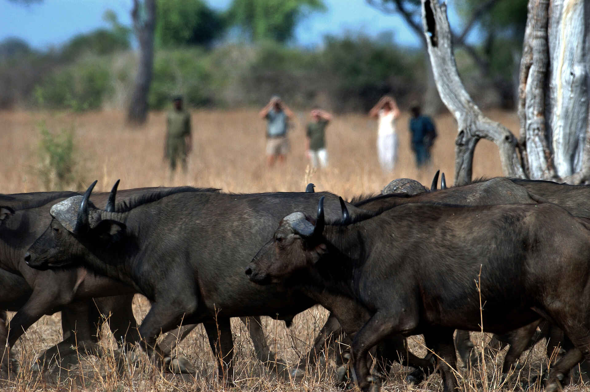 Crocodile River Camp, Luangwa, Luangwa River, Luangwa Valley, Luangwa, western banks, Luangwa, Westufer, Luangwa-Tal, Remote Africa Safaris, South Luangwa National Park, Süd Luangwa Nationalpark, Walking Camp, Walking Safari, Büffel, Büffelherde, Kaffernbüffel, John Coppinger