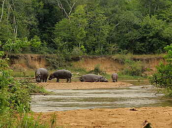 Enjojo Lodge: Nilpferde