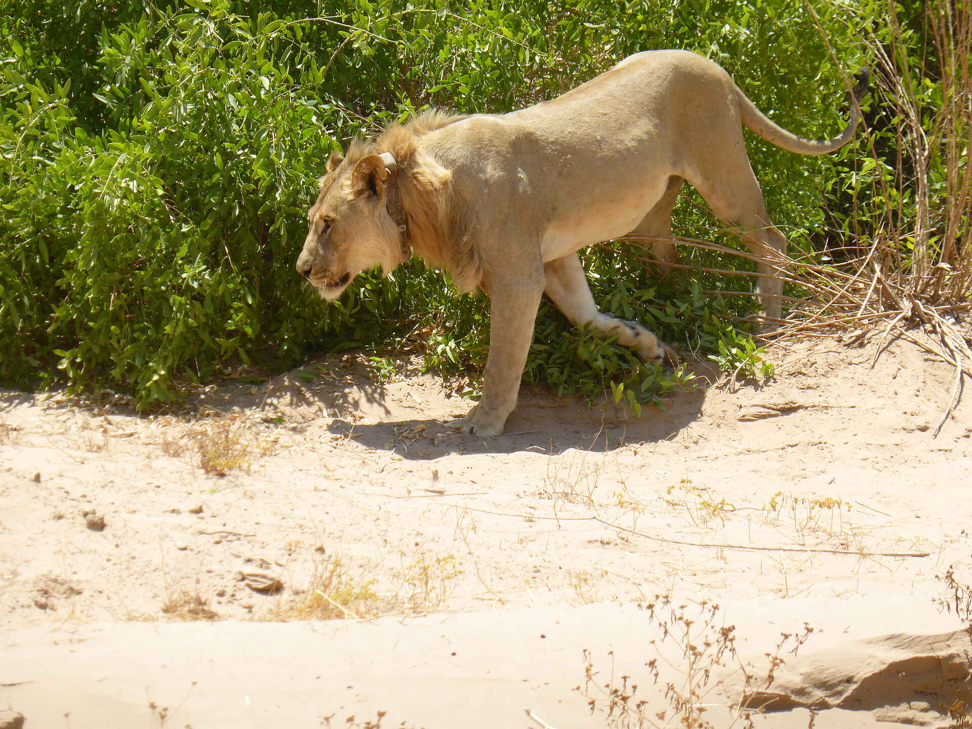 Fort Sesfontein: Ein Löwe im Hoanib Game Drive, Löwe, Damaraland, Fort Sesfontein, Kaokoveld, Namibia, Hoanib, Trockenfluss, Afrikarma, Afrikarma Safaris, Afrikarma Safaris – Wildnis. Hautnah., afrikarma.de