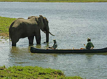 Goliath Tented Camp: Begegnung zwischen Kanu und Elefant