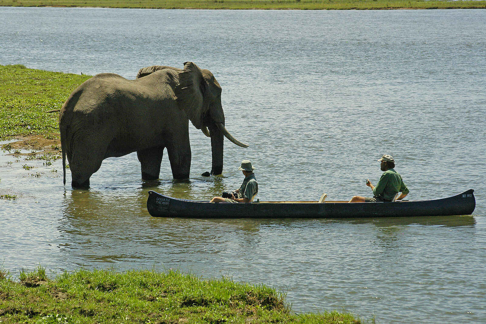 Goliath Tented Camp: Begegnung zwischen Kanu und Elefant Goliath Tented Camp: Begegnung zwischen Kanu und Elefant