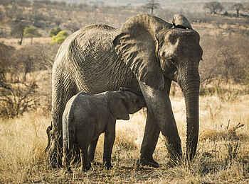 Kwihala Camp: Elefantenjunges sucht Schutz
