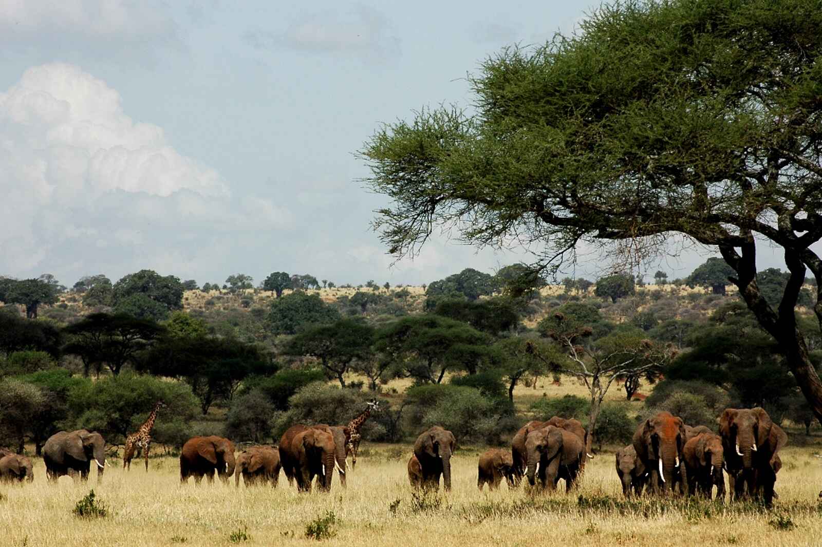 Little Chem Chem: Elefantenherde Little Chem Chem: Elefantenherde