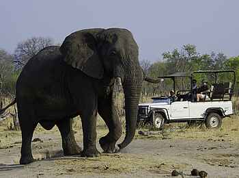 Little Makalolo Camp: Elefantenbulle auf Game Drive Little Makalolo Camp: Elefantenbulle auf Game Drive