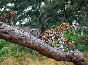 Little Mombo Camp: Legadima und ihre Jungen Little Mombo Camp: Legadima und ihre Jungen