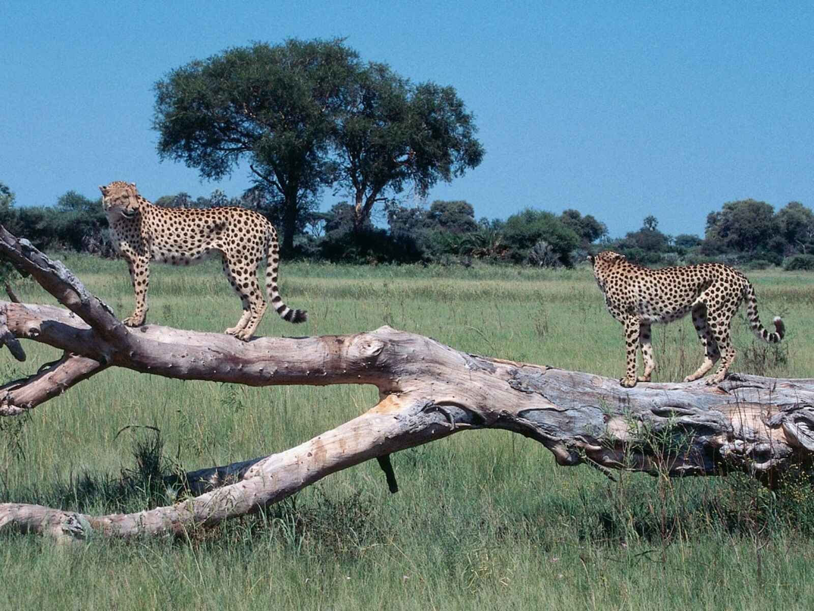 Little Vumbura: Geparden Little Vumbura: Geparden