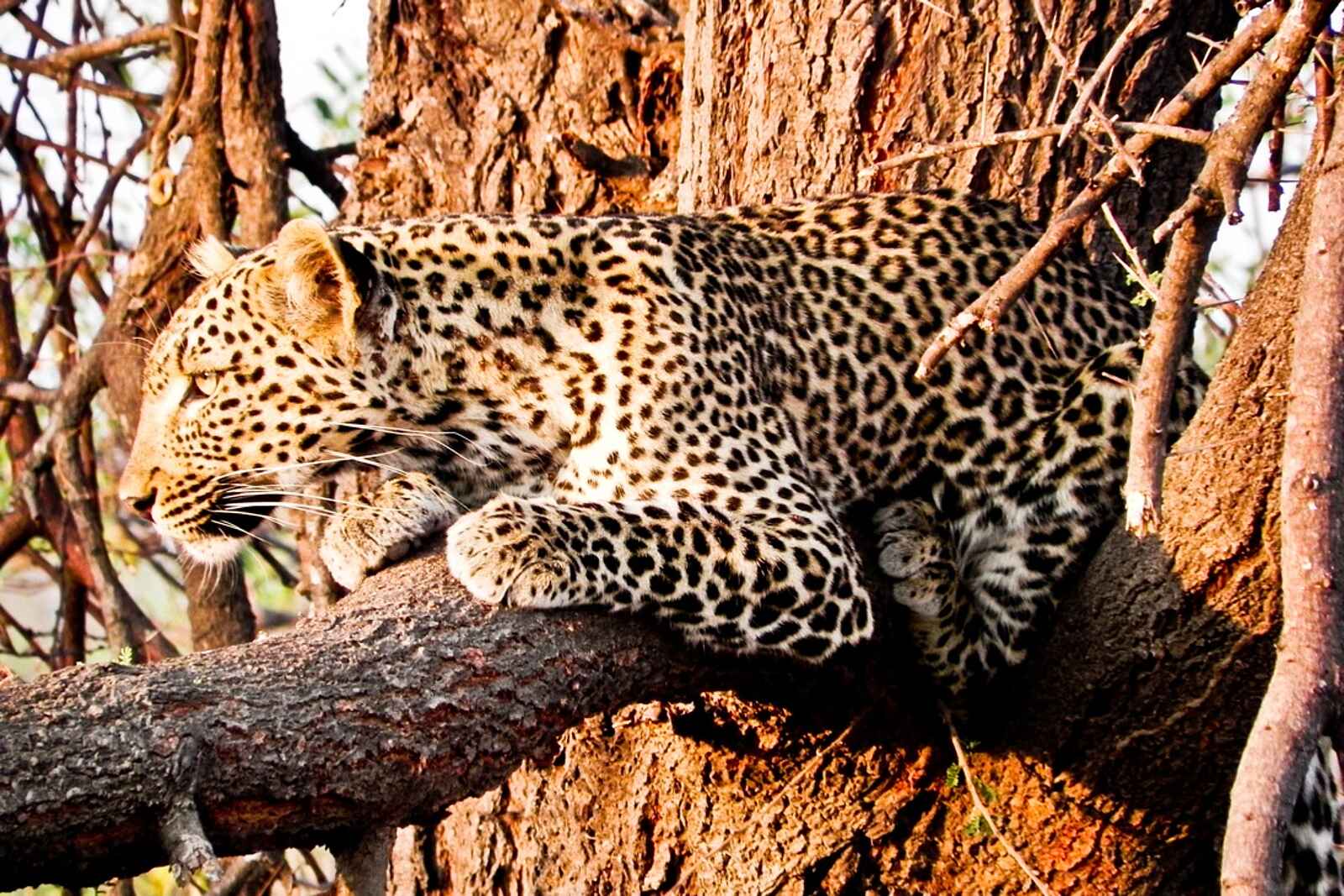 Mwagusi Safari Camp: Leopard Mwagusi Safari Camp: Leopard