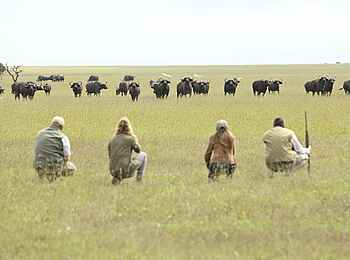Ol Pejeta Bush Camp: Beobachtung einer Büffelherde Ol Pejeta Bush Camp: Beobachtung einer Büffelherde