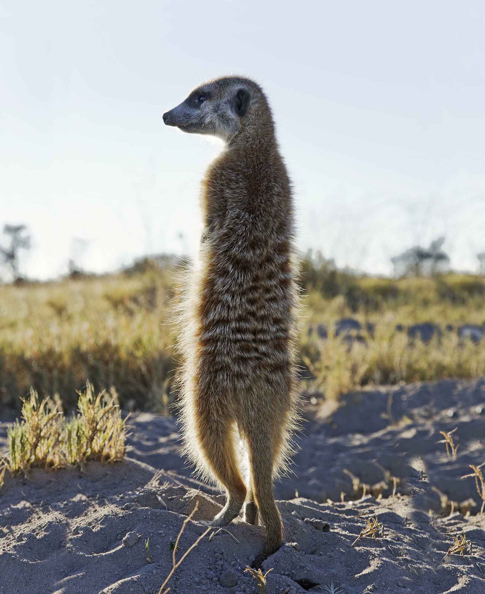 Planet Baobab: Erdmännchen steht Wache Planet Baobab: Erdmännchen steht Wache
