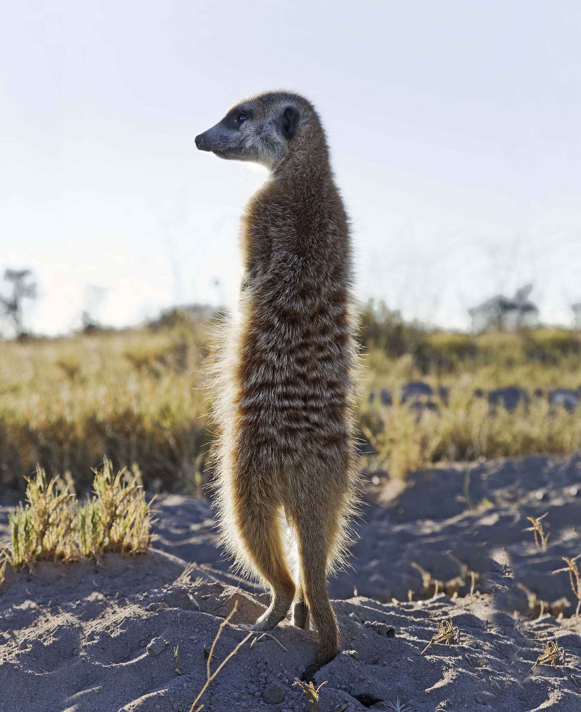 Planet Baobab: Erdmännchen steht Wache Planet Baobab: Erdmännchen steht Wache