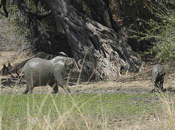 Robin Pope River Journeys: Schlammbad