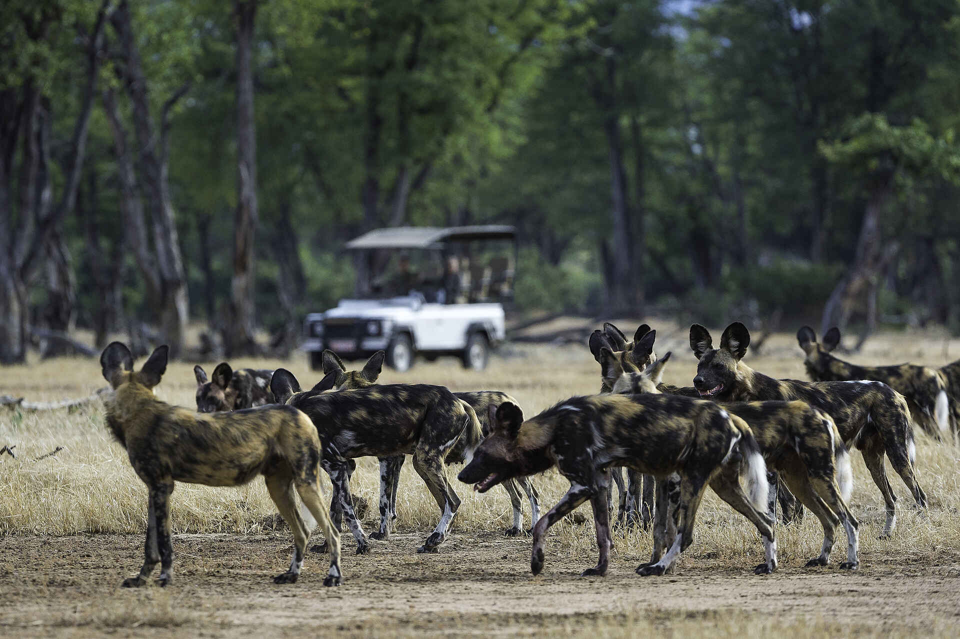 mana pools ruckomechi camp, mana pools safari, ruckomechi, ruckomechi camp, ruckomechi camp bilder, ruckomechi lodge, sambesi safari, afrikanischer wildhund, pirschfahrt, wildhund