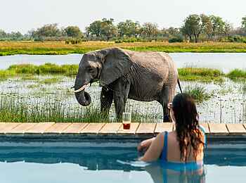 Sable Alley Camp: Swimmingpool mit Blick auf Elefant