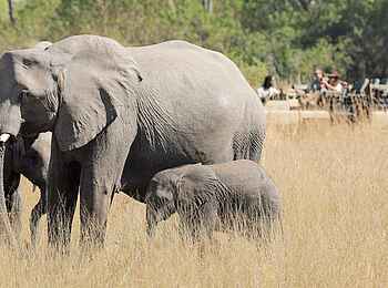 Shinde Footsteps: Auf Pirschfahrt Shinde Footsteps: Auf Pirschfahrt
