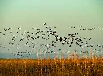 Usangu Expedition Camp: Bird Watching Usangu Expedition Camp: Bird Watching