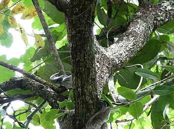 Wasa Lodge: Felsenpython und Buschhörnchen