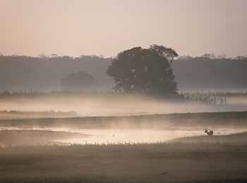 Wasa Lodge: Puku im Nebel