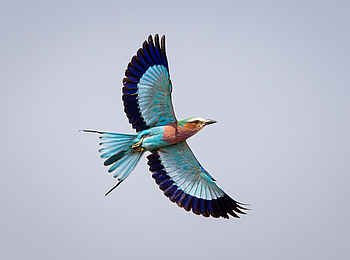 Wilderness Mokete Camp: Fliederbrustroller