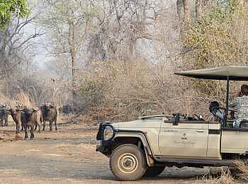 Baines River Camp: Game Drive Baines River Camp: Game Drive