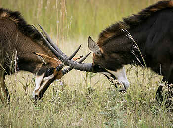 Bushman Plains Camp: Kämpfende Rappenantilopen Bushman Plains Camp: Kämpfende Rappenantilopen