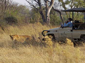 Kanana Camp: Eine Löwin kommt ganz nah an das Pirschfahrzeug heran