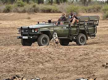 Lion Camp: Ruhende Wildhunde