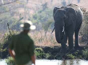 Savanna Lodge: Elefant am Wasserloch Savanna Lodge: Elefant am Wasserloch