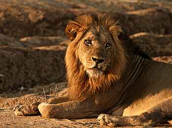 Tusk and Mane Safaris: Löwenmännchen Tusk and Mane Safaris: Löwenmännchen