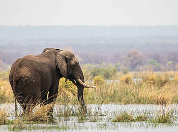 Amanzi Camp: Ein Elefant im Wasser Amanzi Camp: Ein Elefant im Wasser