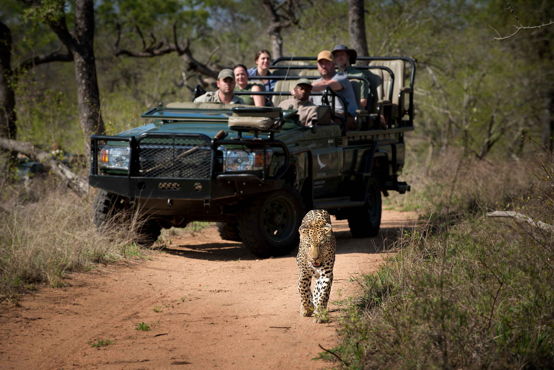 andBeyond Tengile River Lodge: Leopard Sabi Sands, Sabi Sand Game Reserve, andBeyond Tengile River Lodge, Tengile, Tengile River Lodge, Leopard, Sighting, Game Drive, Afrikarma, Afrikarma Safaris, Afrikarma Safaris - Wildnis. Hautnah., Afrikarma.de