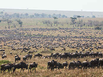 Angama Safari Camp: Gnus Angama Safari Camp: Gnus