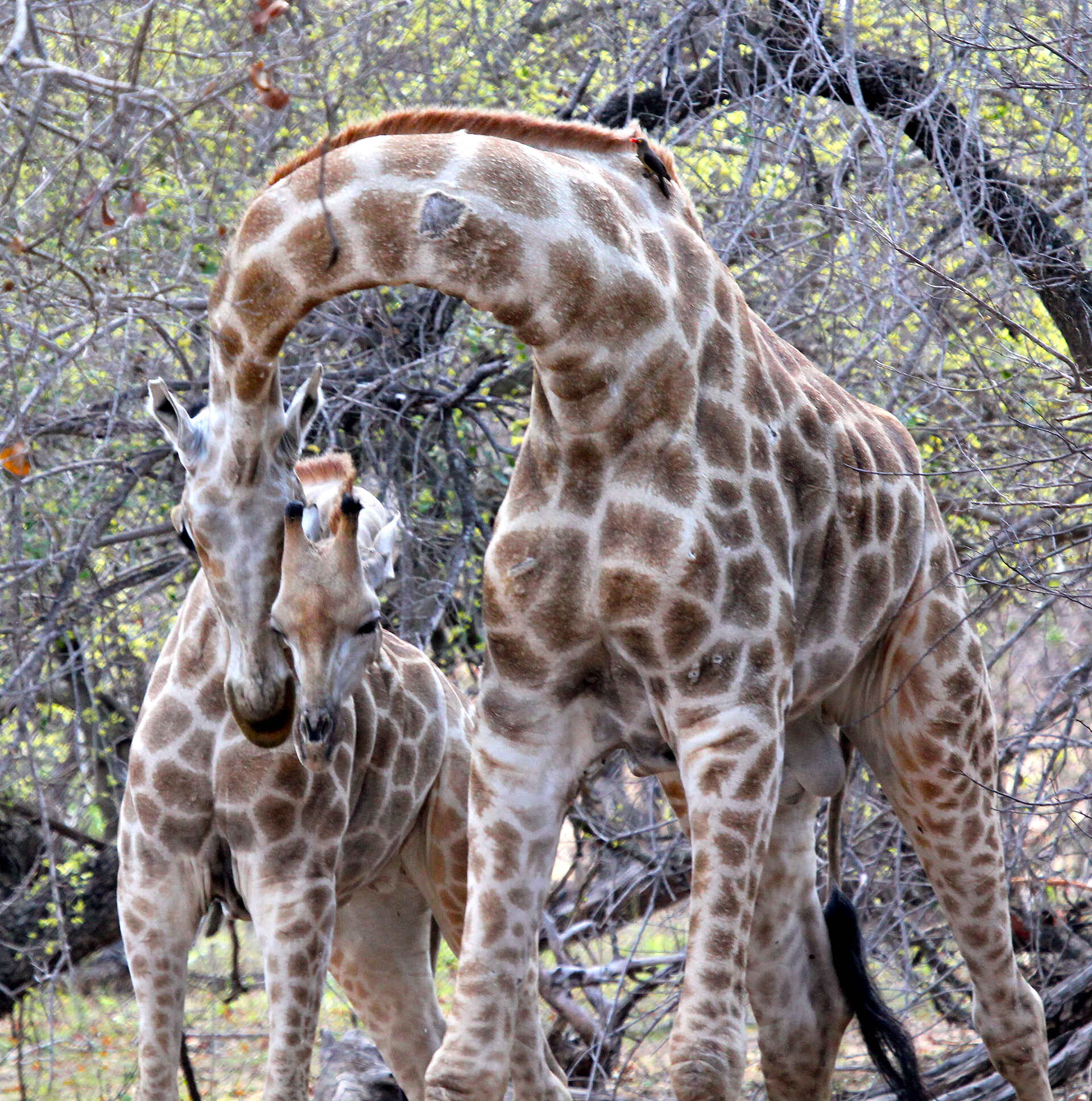 Chilo Gorge Safari Lodge, Gonarezhou National Park, Runde River, Save River, Game Drive, Giraffe, Afrikarma, Afrikarma Safaris, Afrikarma.de