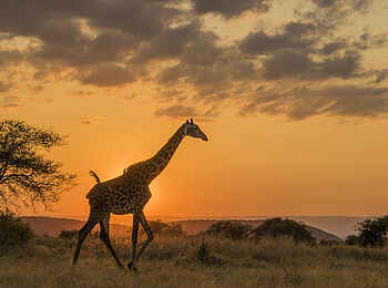 Forest Chem Chem: Eine Giraffe bei Sonnenuntergang Forest Chem Chem: Eine Giraffe bei Sonnenuntergang