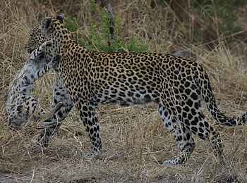 Ghoha Hills Savuti Lodge: Beute