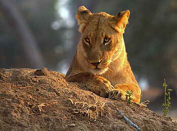 Goliath Tented Camp: Die Löwin "Spice Girl"