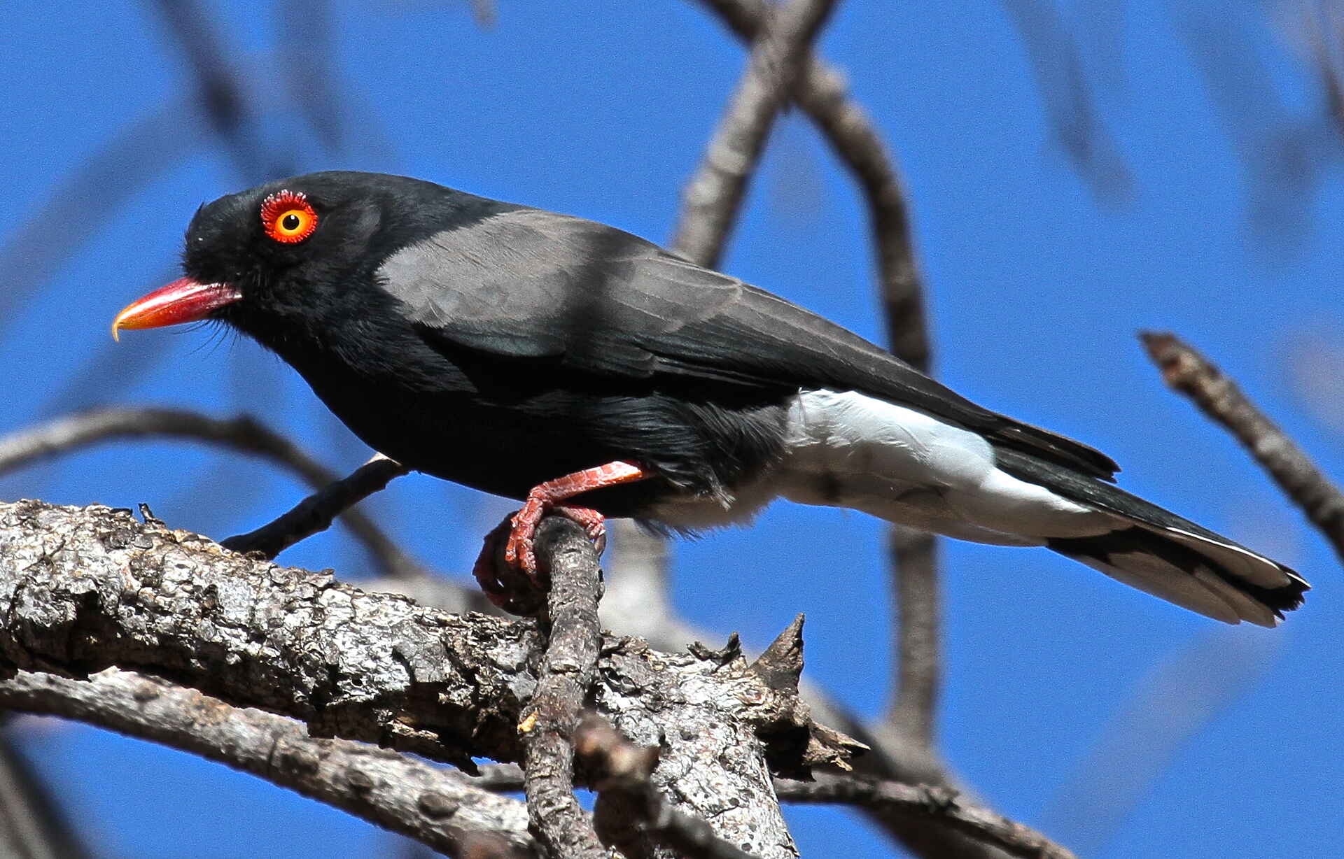 Gorges Lodge, Imvelo, Sambesi, Sambesi-Schlucht, Viktoriafälle, Birding, Vogel, Batoka Gorge, Dibu Dibu, afrikarma, afrikarma Safaris, afrikarma Wildnis hautnah, afrikarma.de