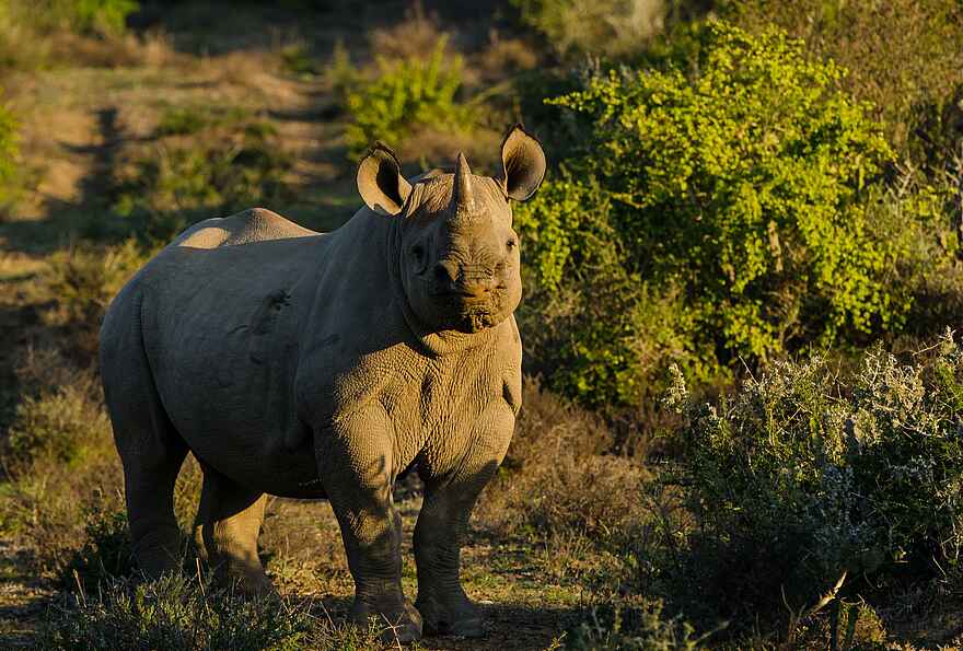 Great Fish River Lodge: Nashorn Great Fish River Lodge: Nashorn