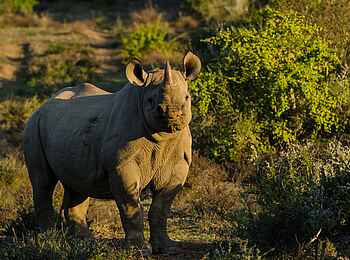 Great Fish River Lodge: Nashorn