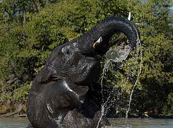 Elephant Pan Camp: Beim Baden