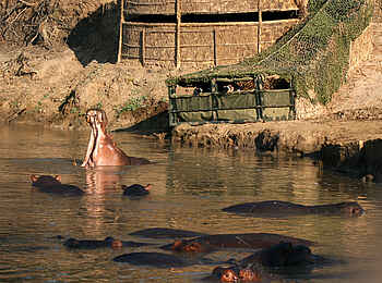 Kaingo Camp: Hides am Fluss