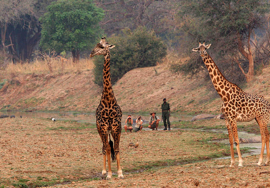 Kaingo Walking Safari: Giraffen in der Lagune Kaingo Walking Safari: Giraffen in der Lagune