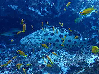 Kinasi Lodge: Ein großer Kartoffelbarsch Kinasi Lodge: Ein großer Kartoffelbarsch