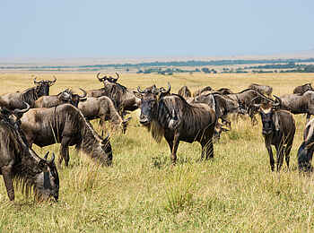 Mara Plains Camp: Gnuherde Mara Plains Camp: Gnuherde