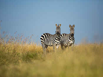 Mara Toto Tree Camp: Zwei Zebras