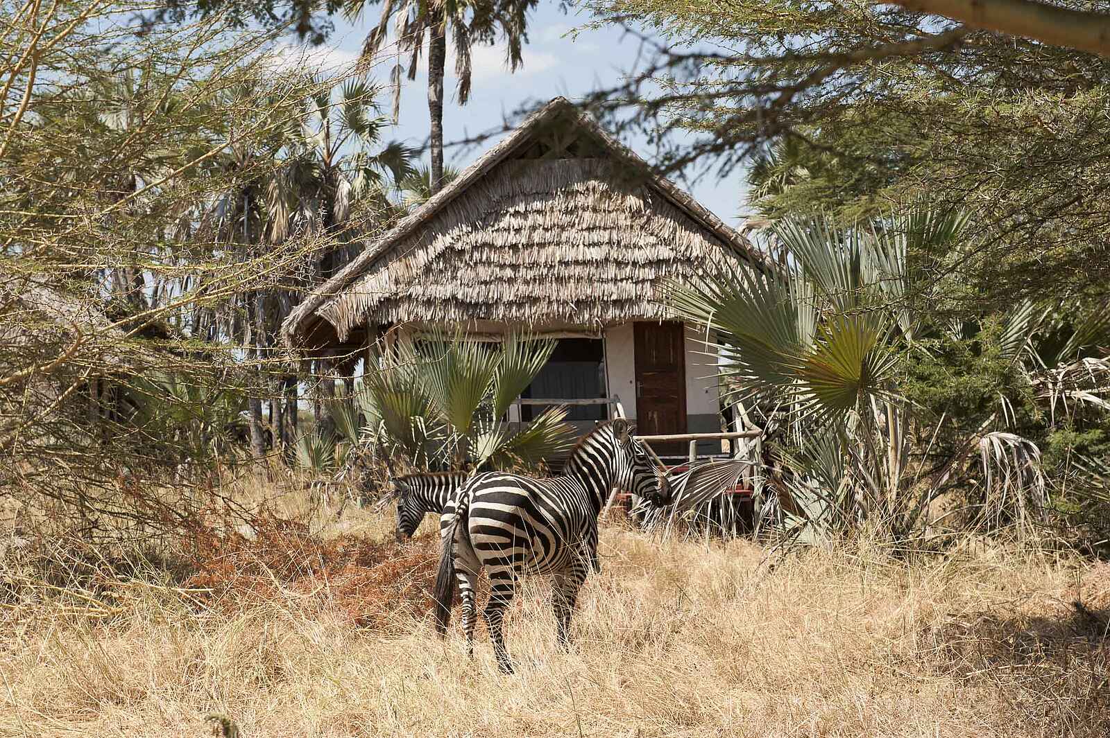Maramboi Tented Camp: Zebras vor einem Gästezelt Maramboi Tented Camp: Zebras vor einem Gästezelt