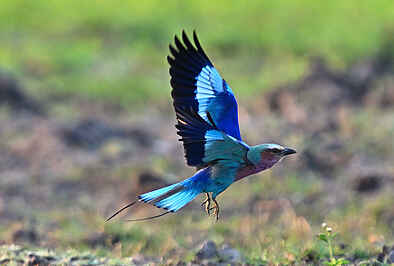 Muzimu Lodge: Eine Gabelracke im Anflug