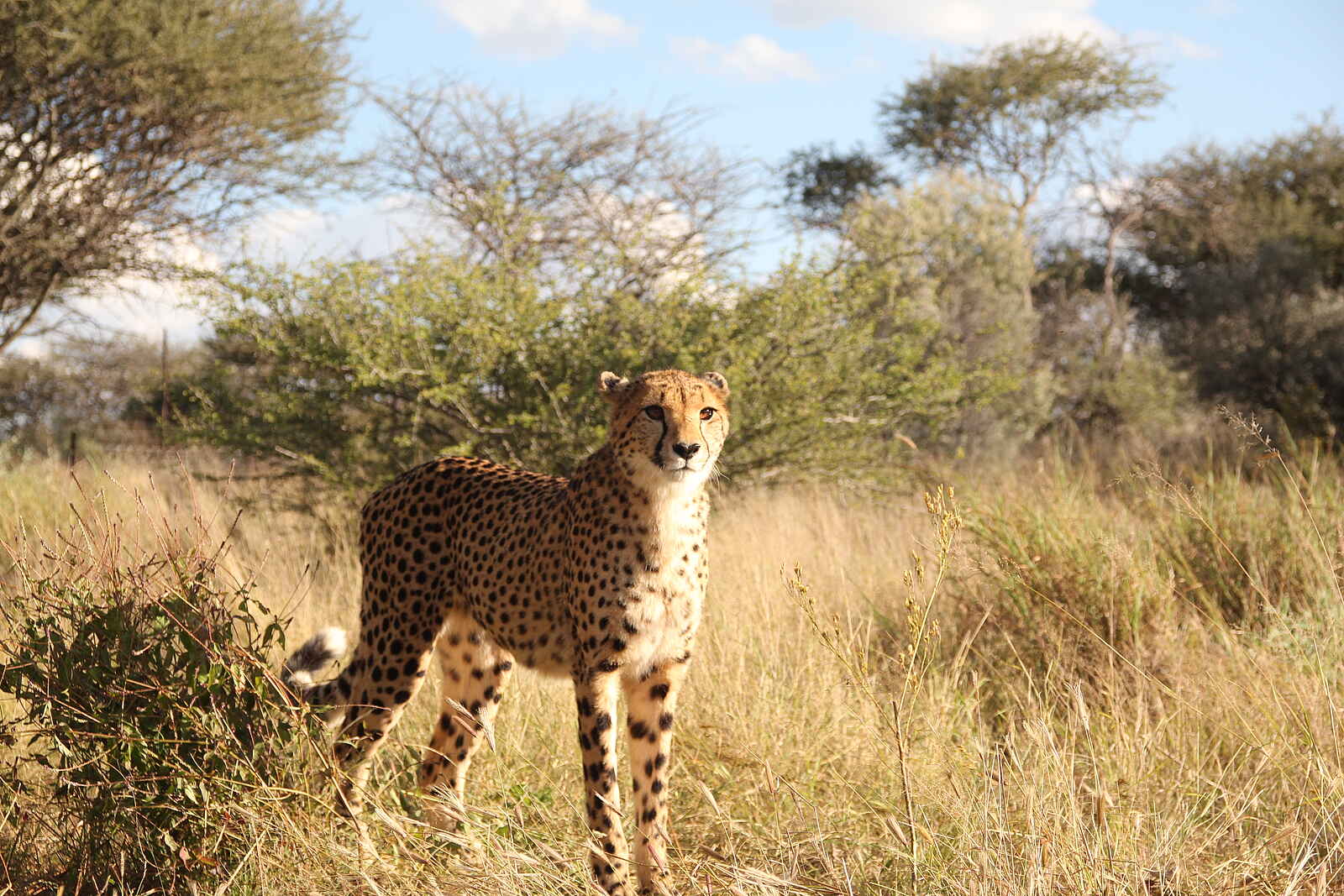 Naankuse Lodge: Naankuse-Gepard Naankuse Lodge: Naankuse-Gepard