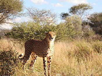 Naankuse Lodge: Naankuse-Gepard Naankuse Lodge: Naankuse-Gepard