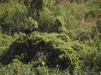 Okahirongo River Camp: Flussvogel Okahirongo River Camp: Flussvogel